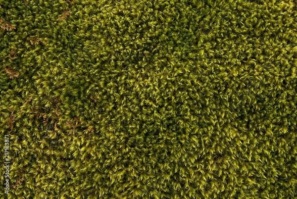 Fototapeta background, texture - natural moss, top view