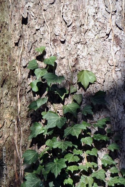 Obraz Green common ivy climbing up a tree