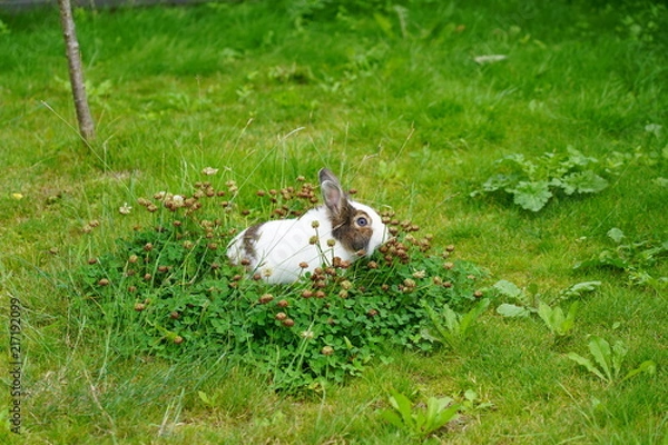 Obraz Bunny in the grass