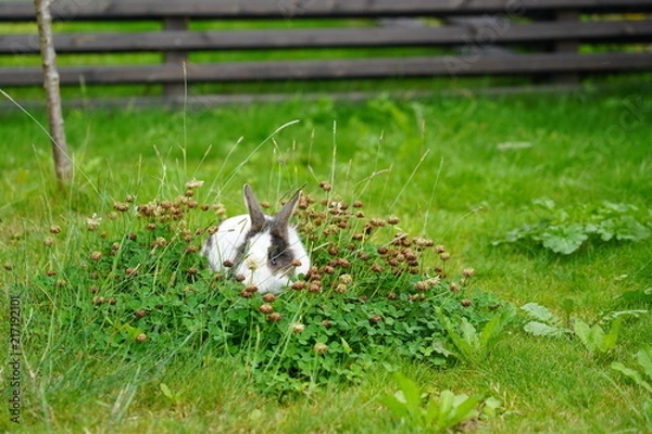 Obraz Bunny in the grass
