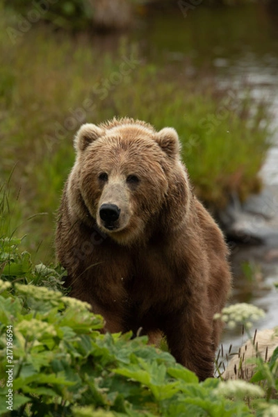 Fototapeta kodiak bear