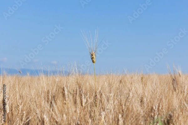 Fototapeta Field of wheat with blue sky. One ear of wheat has grown taller than the rest and stands proud.
