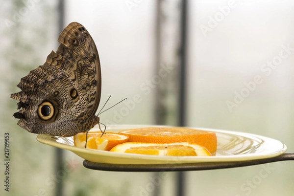 Fototapeta Butterfly having dinner