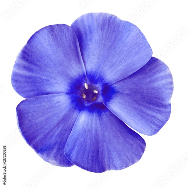 Fototapeta flower blue phlox isolated on white background. Close-up. Element of design.