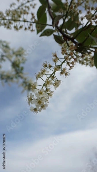 Fototapeta Flowers and trees