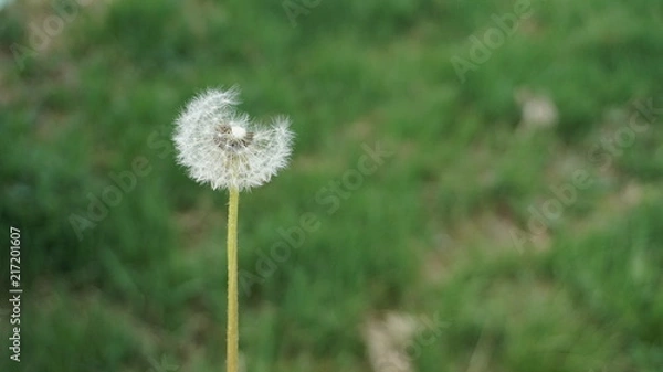 Fototapeta Dandelion