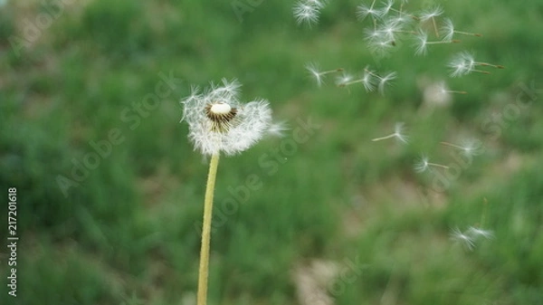 Fototapeta Blowing by