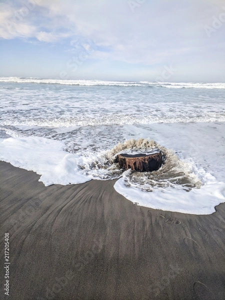 Obraz Driftwood in ocean
