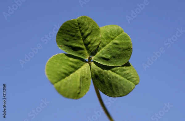 Obraz trefle a quatre feuilles
