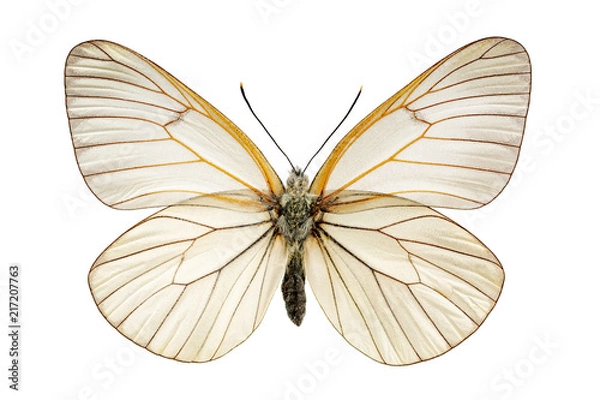 Obraz Aporia crataegi on a white background