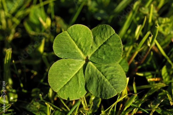 Obraz trefle a quatre feuilles