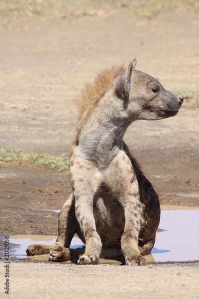 Obraz spotted hyena