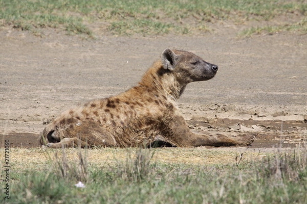 Obraz spotted hyena
