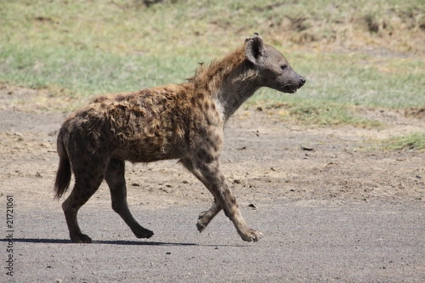 Obraz spotted hyena
