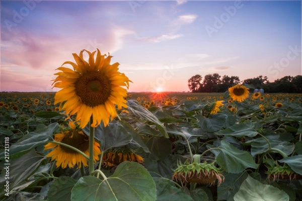 Obraz Sunflowers