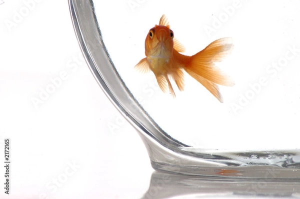 Obraz goldfish 4