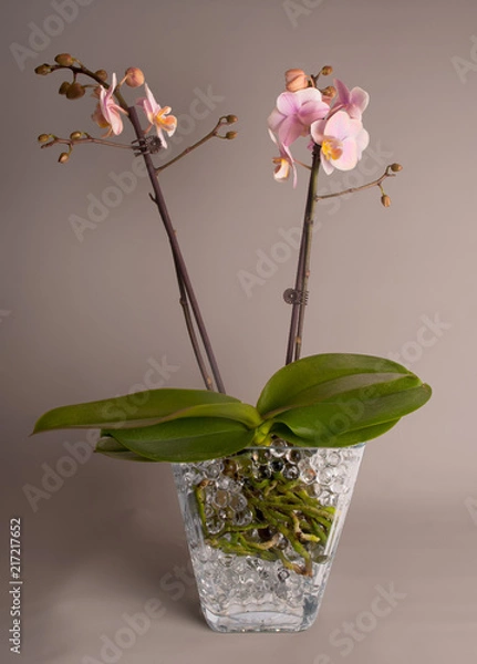 Obraz Pink orchid on gray