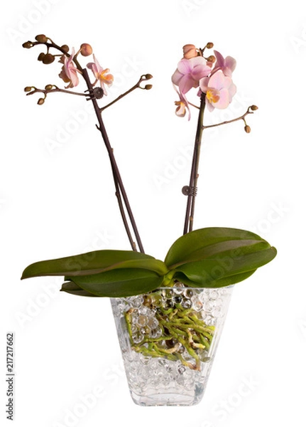 Obraz Pink orchid on white