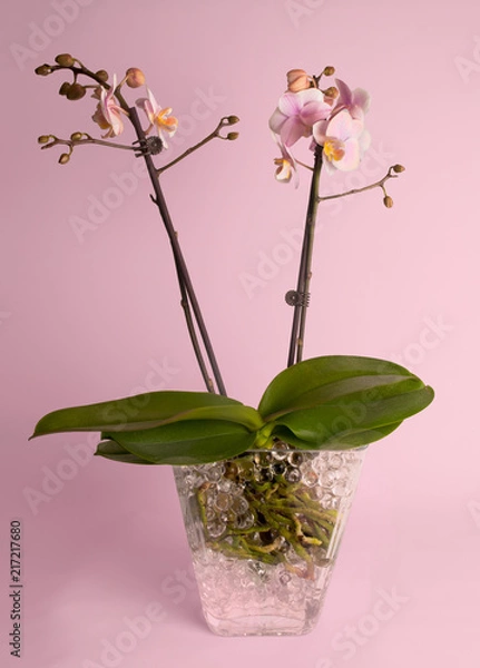 Obraz Pink orchids on pink