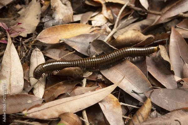 Fototapeta Millipede in nature