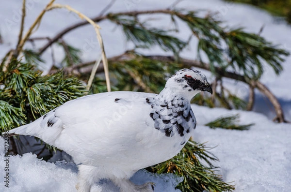 Fototapeta 冬毛の雷鳥　立山　室堂
