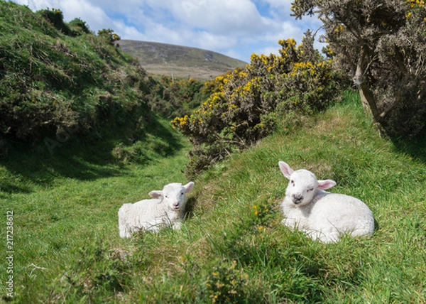 Fototapeta Pair of Irish lambs lounging in a pasture.