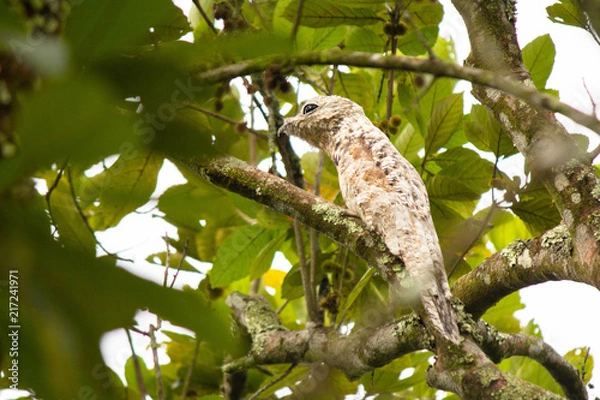 Obraz Nyctibius grandis