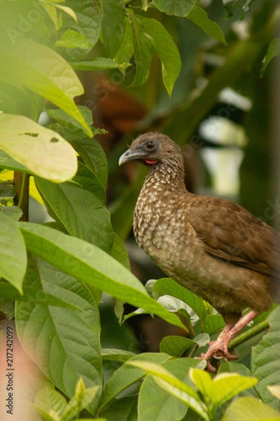 Obraz Ortalis guttata