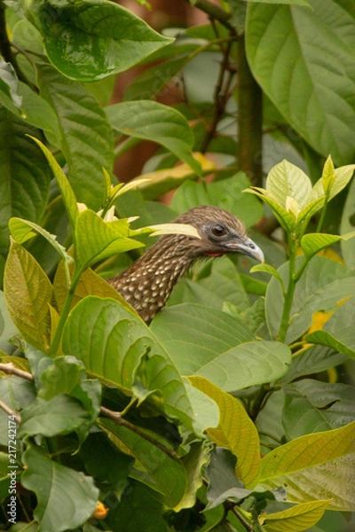 Obraz Ortalis guttata