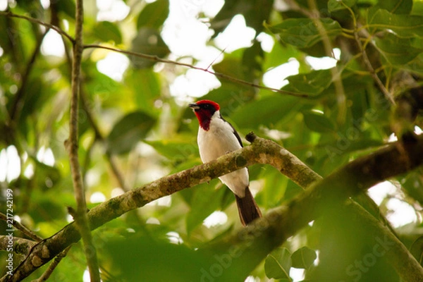 Obraz paroaria nigrogenis