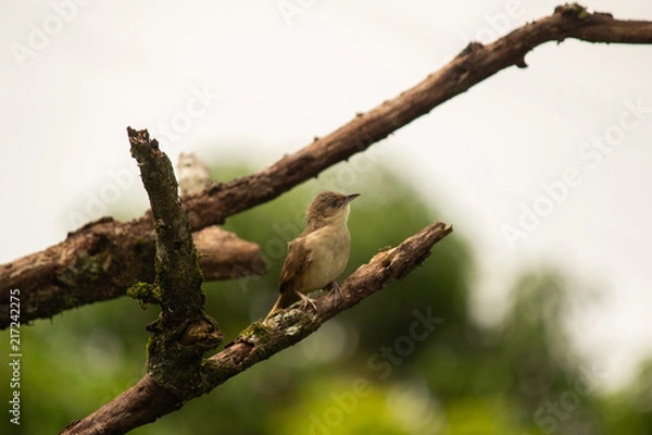 Obraz phacellodomus rufifrons