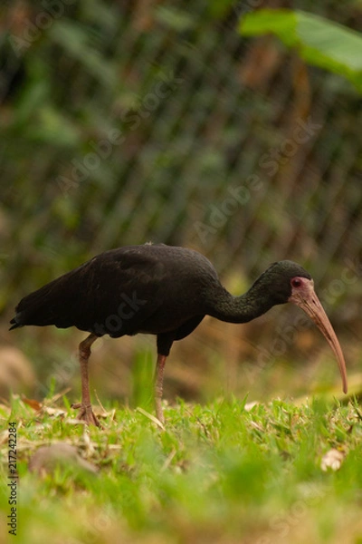 Obraz Phimosus infuscatus