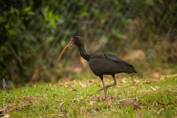 Obraz Phimosus infuscatus