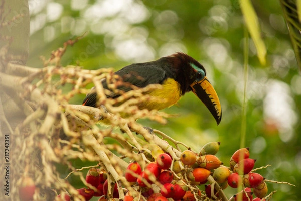 Obraz Pteroglossus inscriptus