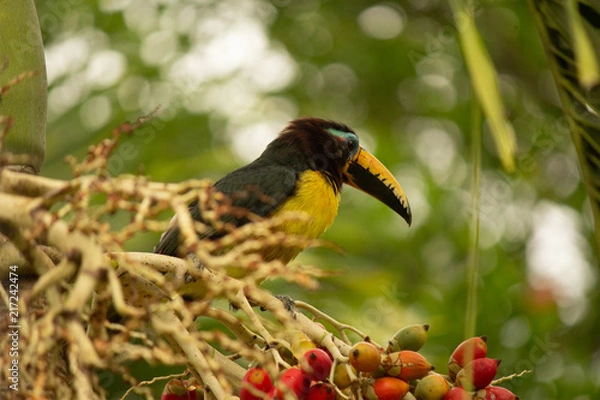 Obraz Pteroglossus inscriptus