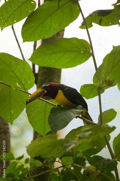 Obraz Pteroglossus inscriptus