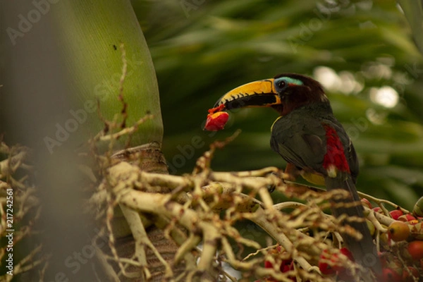 Obraz Pteroglossus inscriptus