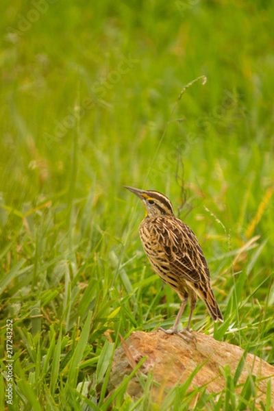 Obraz Sturnella magna