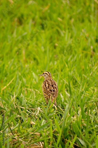 Obraz Sturnella magna