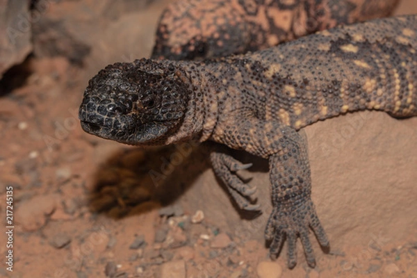 Fototapeta Gila monster is watching you approach