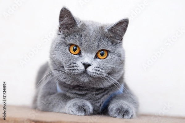Obraz British shorthair cat portrait, beautiful kitty sitting and looking