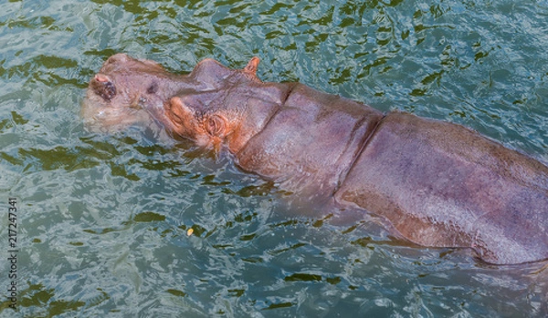 Fototapeta Big Common hippopotamus (Hippopotamus amphibius) or hippo in the pool at sunset .