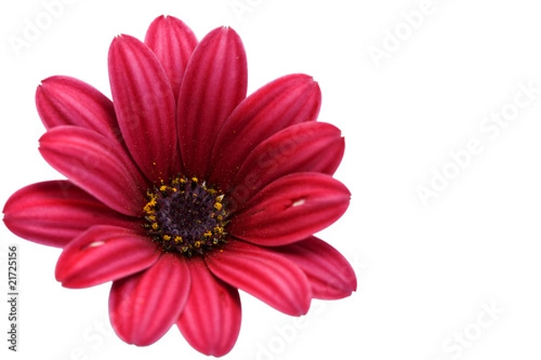 Obraz margarita roja