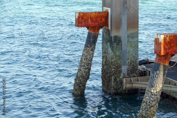 Obraz 海とフジツボ