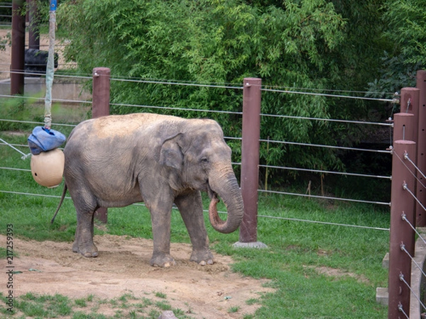 Obraz An asian elephant Elephas maximus walking inside an enclosure at a zoo