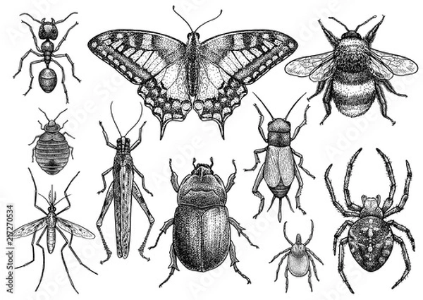 Obraz Ilustracja kolekcji owadów, rysunek, grawerowanie, atrament, grafika liniowa, wektor