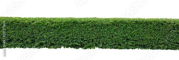 Obraz Green hedge or Green Leaves Wall on isolated,Objects with Clipping Paths
