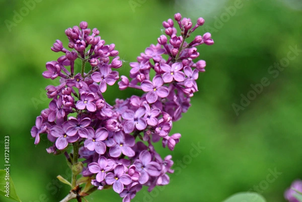 Obraz Blooming lilac syringa shaped like a heart