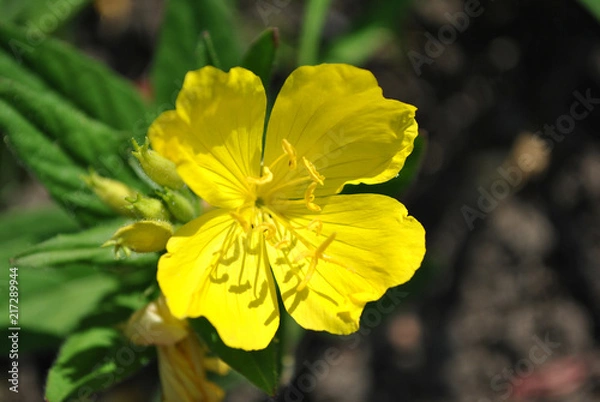 Fototapeta Oenothera biennis (common evening-primrose, evening star, sun drop) yellow blooming flower, top view, soft blurry ground background
