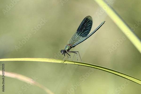 Obraz libellule